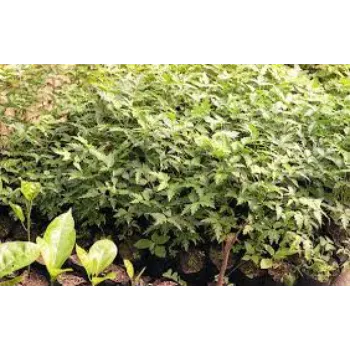 Mahogany Plants
